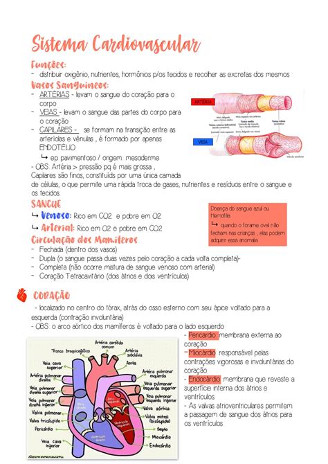 sistema cardiovascular resumo - guerra fria resumo